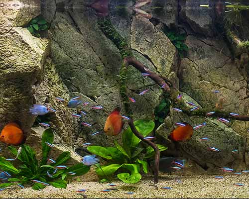 Nature Aquarium Biotope