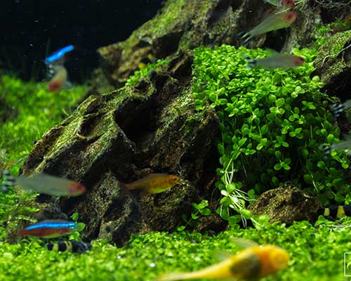 Nature Aquarium Biotope