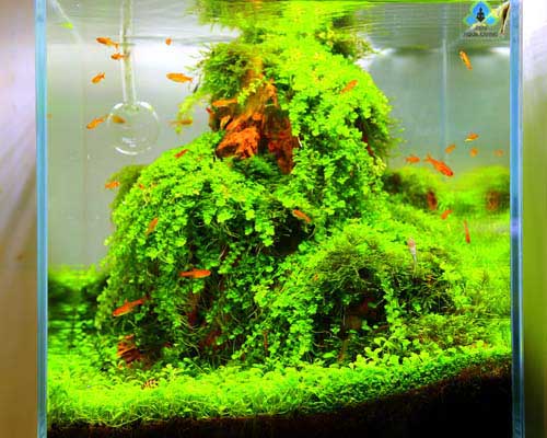 Nature Aquarium Biotope