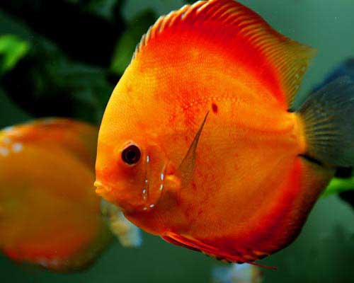 Nature Aquarium Biotope