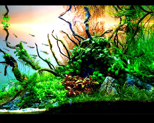 Nature Aquarium Biotope